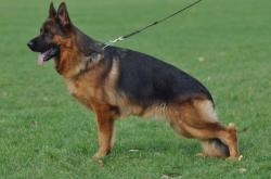 赤峰寧城德牧幼犬出售電話號(hào)碼