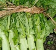 赤峰蔬菜批發(fā)代辦電話號碼是多少