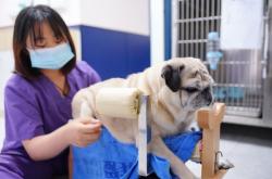 赤峰市寵物醫(yī)院