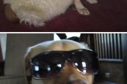 赤峰喵汪寵物港地址電話號(hào)碼