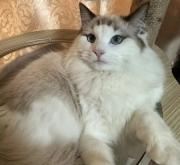 赤峰尋貓團(tuán)隊(duì)電話是多少號(hào)