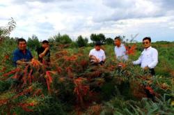 深圳赤峰沙棘專賣店電話號碼