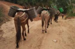 赤峰騾馬運輸電話號碼查詢