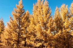 赤峰南臺子屬于哪里