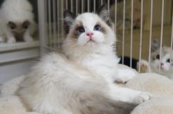 赤峰布偶貓貓舍電話號碼查詢