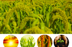 赤峰小米經(jīng)銷商電話地址查詢