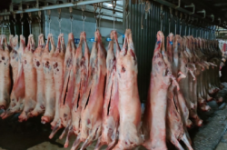 赤峰屠宰牛羊廠電話號(hào)碼