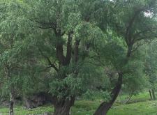 赤峰松樹(shù)收購(gòu)電話地址是多少號(hào)