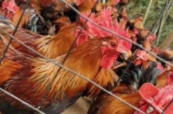 赤峰家禽收購(gòu)電話地址是多少號(hào)