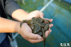 赤峰鱸魚養(yǎng)殖基地電話地址查詢