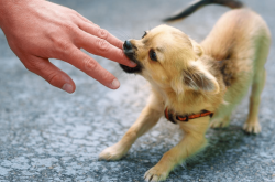 赤峰寵物小峰電話號碼查詢