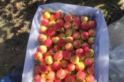 赤峰附近沙果采摘基地電話號碼