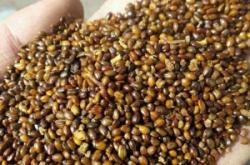 赤峰地區(qū)沙棘苗基地電話號碼