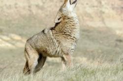 赤峰狼族救援隊(duì)電話號(hào)碼