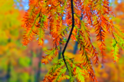 赤峰紅杉優(yōu)品電話(huà)號(hào)碼查詢(xún)