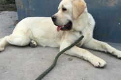 赤峰同城撿狗電話號碼查詢