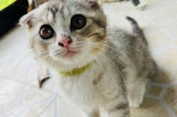 赤峰同城收貓的電話號(hào)碼