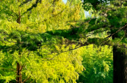 赤峰紫豬林飯店地址電話號碼