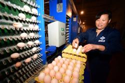 赤峰分揀雞蛋工作室電話號碼