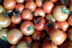 赤峰喀喇沁寵物樂園電話號碼