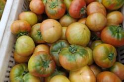 赤峰番茄之鄉(xiāng)