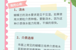 赤峰蝴蝶蘭廠家電話號(hào)碼