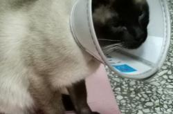 赤峰丹妮寵物醫(yī)院電話號碼