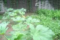 赤峰市求租種菜大棚電話號碼