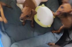 赤峰寵物狗售賣電話地址查詢