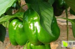 赤峰辣椒回收電話號碼查詢是多少