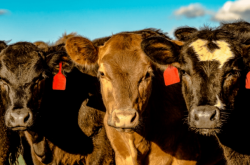 赤峰買牛犢電話號碼多少啊