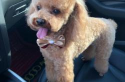 赤峰東郊寵物店電話地址查詢