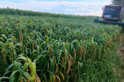 赤峰谷子購銷電話是多少號(hào)