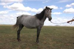 赤峰馬匹交易市場