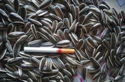 赤峰大量葵花收購商