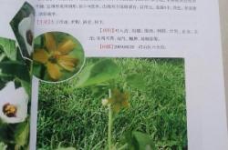 赤峰時尚花卉店電話多少號