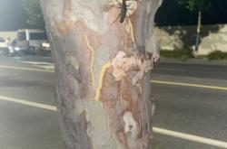 赤峰天意牛雜店電話號碼多少