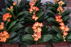 赤峰花卉垃圾場地址電話號碼