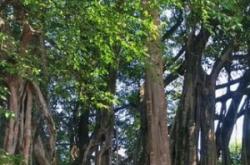 赤峰賣鳳尾竹店電話號碼