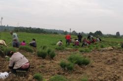 赤峰小董種苗廠電話地址查詢