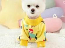 赤峰寵物衣服批發(fā)市場電話號(hào)碼