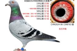 赤峰鳳羽鴿舍地址電話號碼