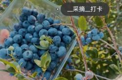 赤峰市藍莓采摘園電話號碼