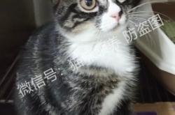 赤峰林西貓咪領(lǐng)養(yǎng)電話號(hào)碼