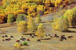 赤峰喬淑香西醫(yī)診所電話號(hào)碼