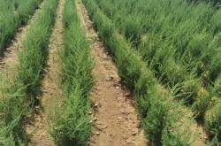 赤峰小杯沙地柏出售電話號(hào)碼