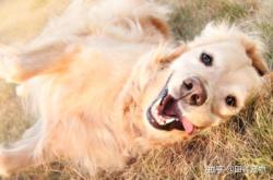 赤峰狗狗剪毛店電話號(hào)碼多少