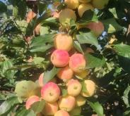 赤峰蘋(píng)果基地電話號(hào)碼查詢