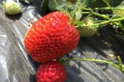 赤峰紅山水庫采摘園電話號碼