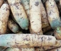 赤峰黃胡蘿卜批發(fā)電話號(hào)碼